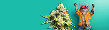 Understanding Regular Autoflower Seeds USA Understanding Regular Autoflower Seeds USA
