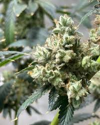 Understanding Regular Autoflower Seeds USA Understanding Regular Autoflower Seeds USA